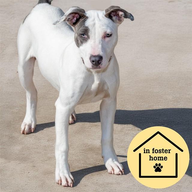 Enlarge PADDY, a Adoptable mixed breed in Saint Louis, MO image 1/1