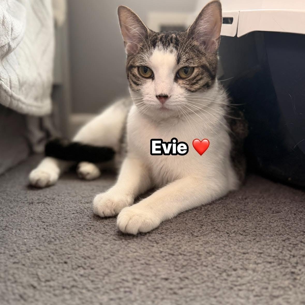 Enlarge Evie, an adopted Domestic Short Hair in Wanaque, NJ image 1/2