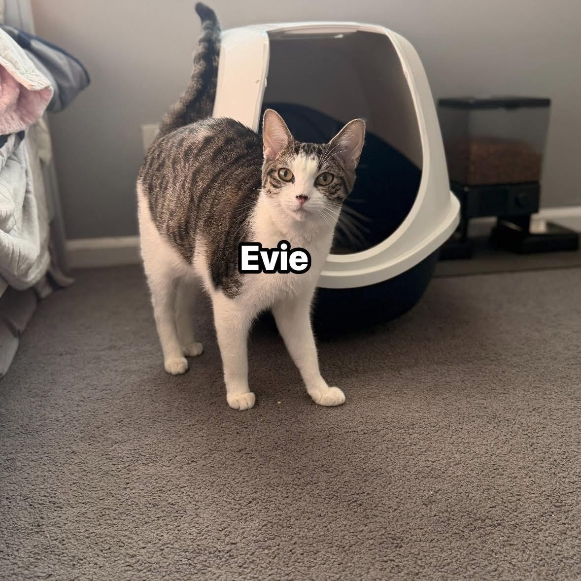Enlarge Evie, an adopted Domestic Short Hair in Wanaque, NJ image 2/2