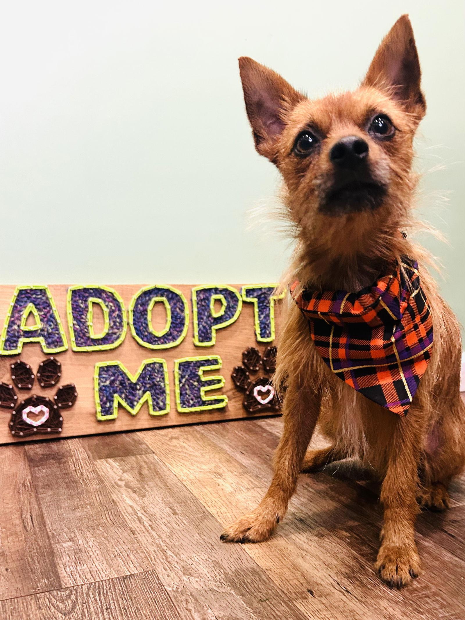 Kobe, a Adoptable mixed breed in Elizabethtown, PA image 1/3