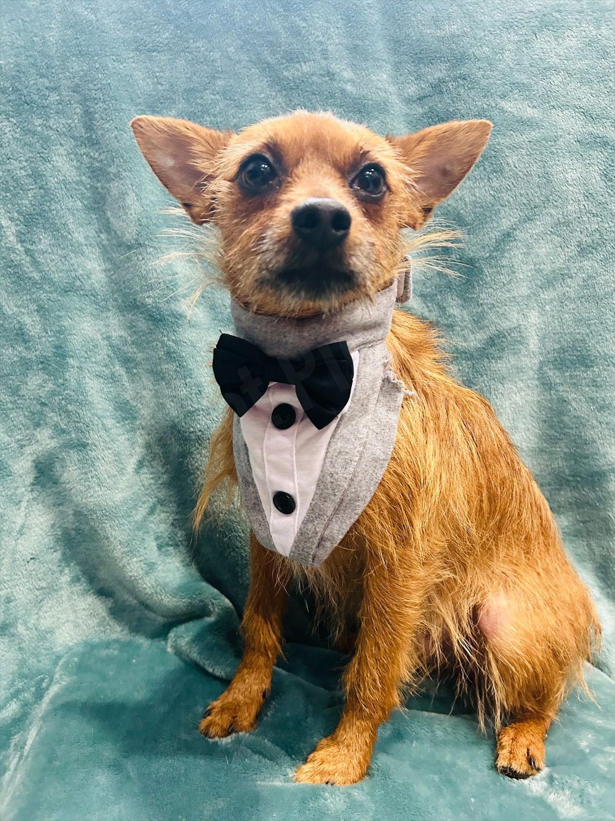 Kobe, Adoptable, Young Male Miniature Pinscher & Yorkshire Terrier.