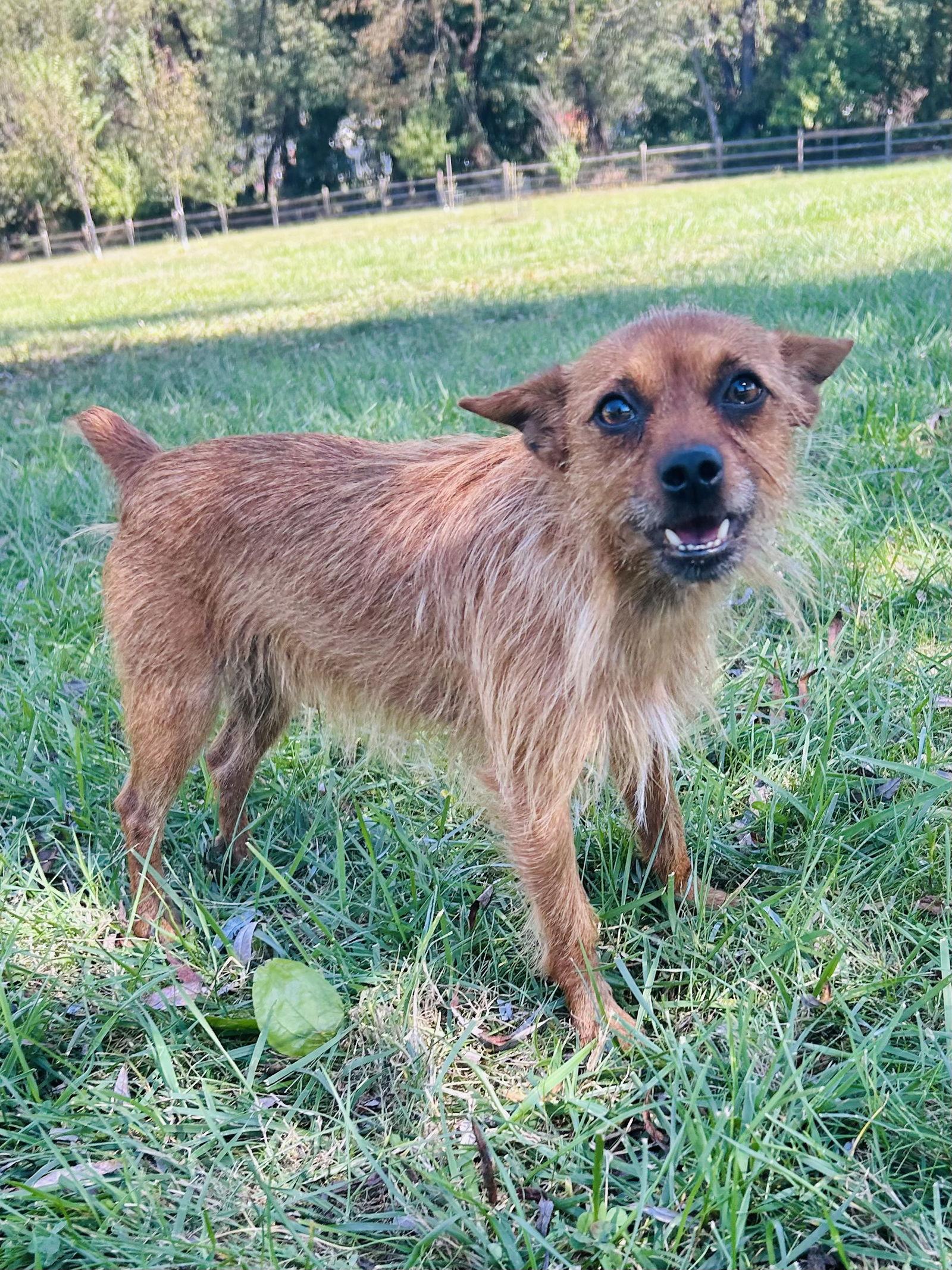 Kobe, a Adoptable mixed breed in Elizabethtown, PA image 2/3