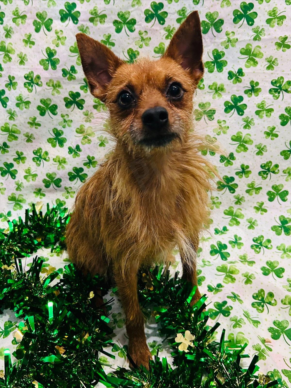 Enlarge Kobe, a Adoptable mixed breed in Elizabethtown, PA image 2/3