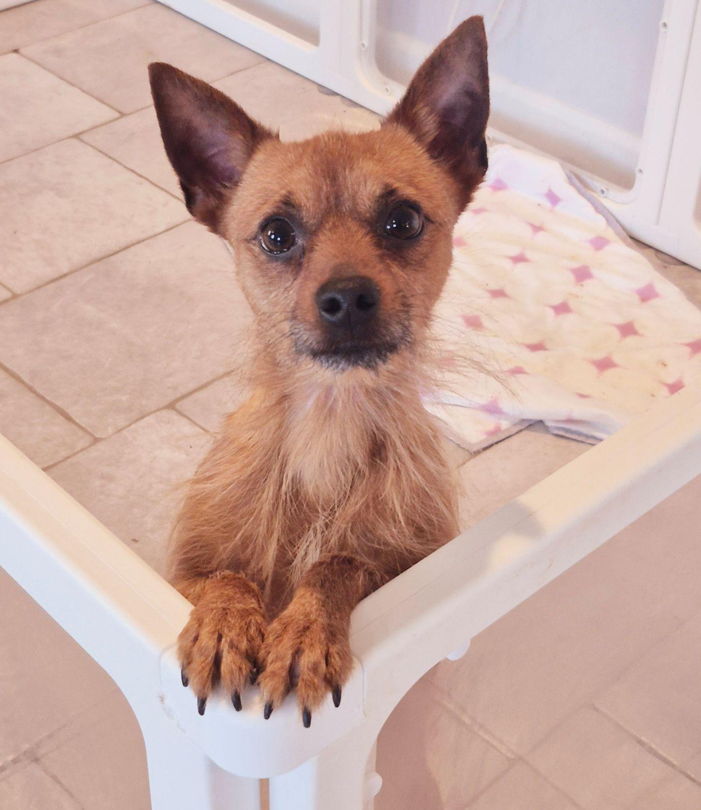 Kobe, a Adoptable mixed breed in Elizabethtown, PA image 3/3