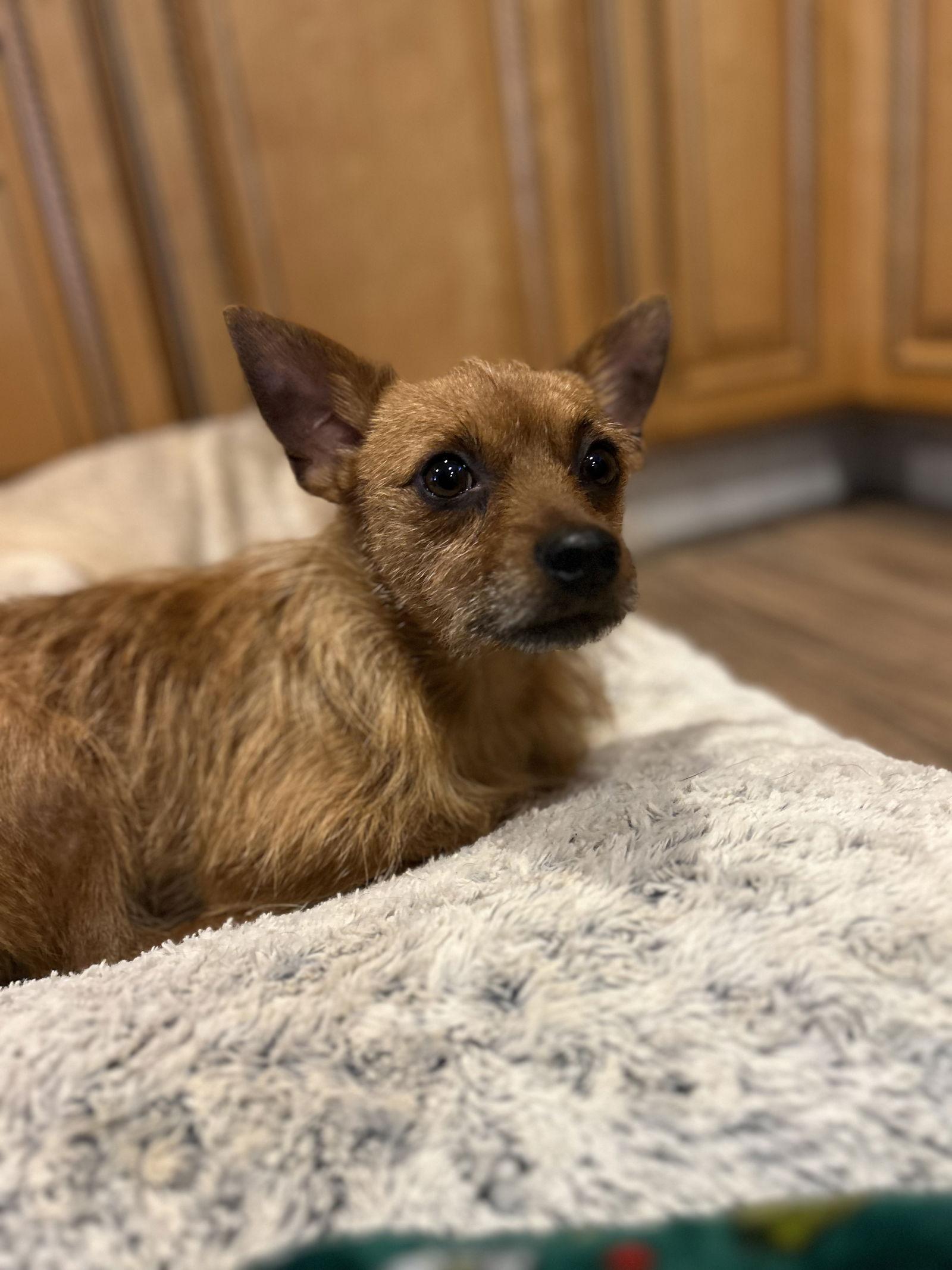 Enlarge Kobe, a Adoptable mixed breed in Elizabethtown, PA image 3/3