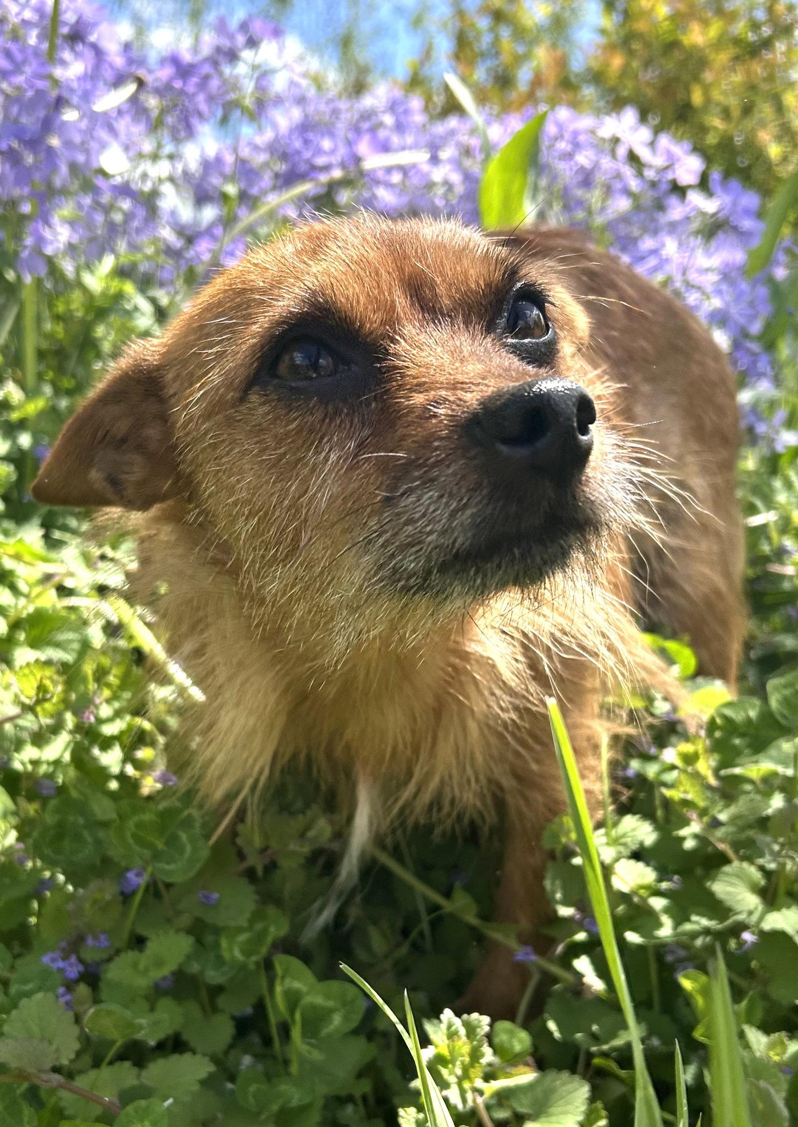Kobe, a Adoptable mixed breed in Elizabethtown, PA image 3/3