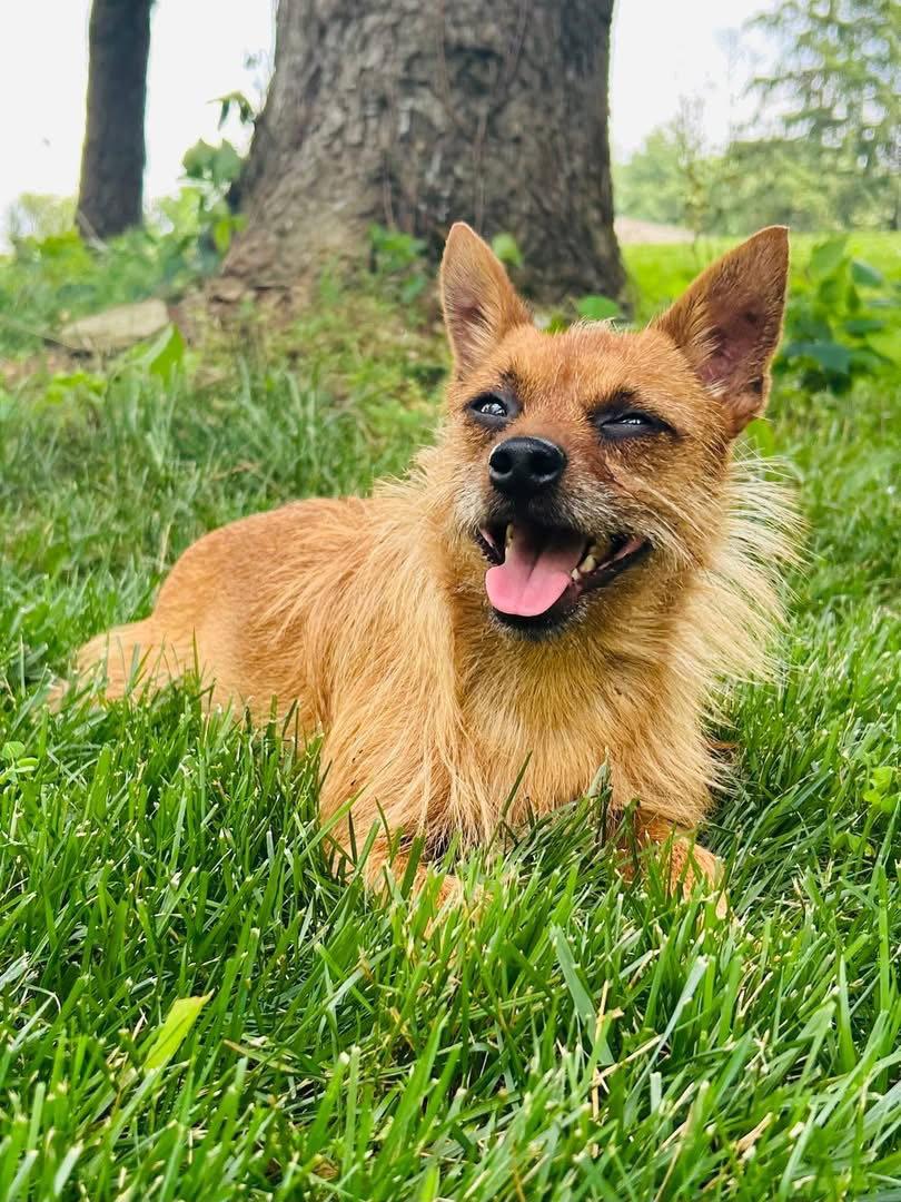 Kobe, a Adoptable mixed breed in Elizabethtown, PA image 3/3