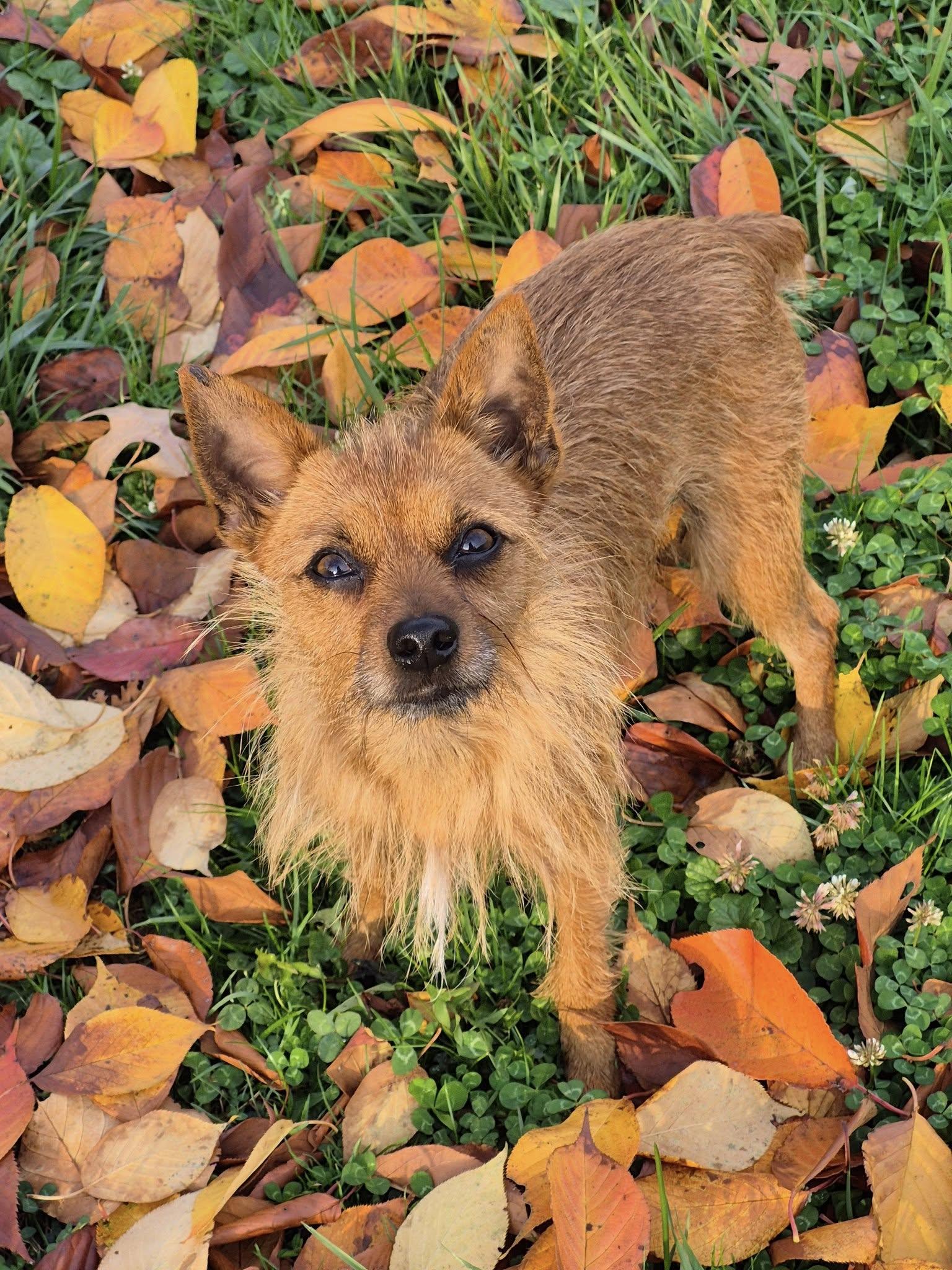 Enlarge Kobe, a Adoptable mixed breed in Elizabethtown, PA image 3/3