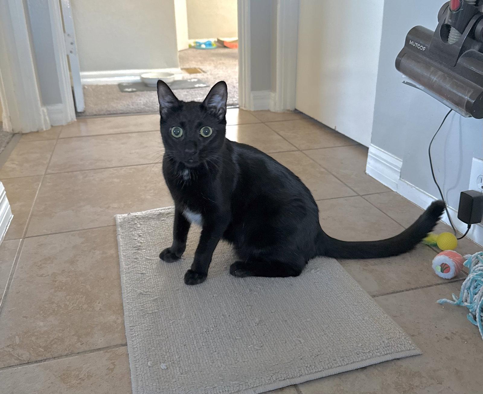 JJ, Adoptable, Young Male Domestic Short Hair.
