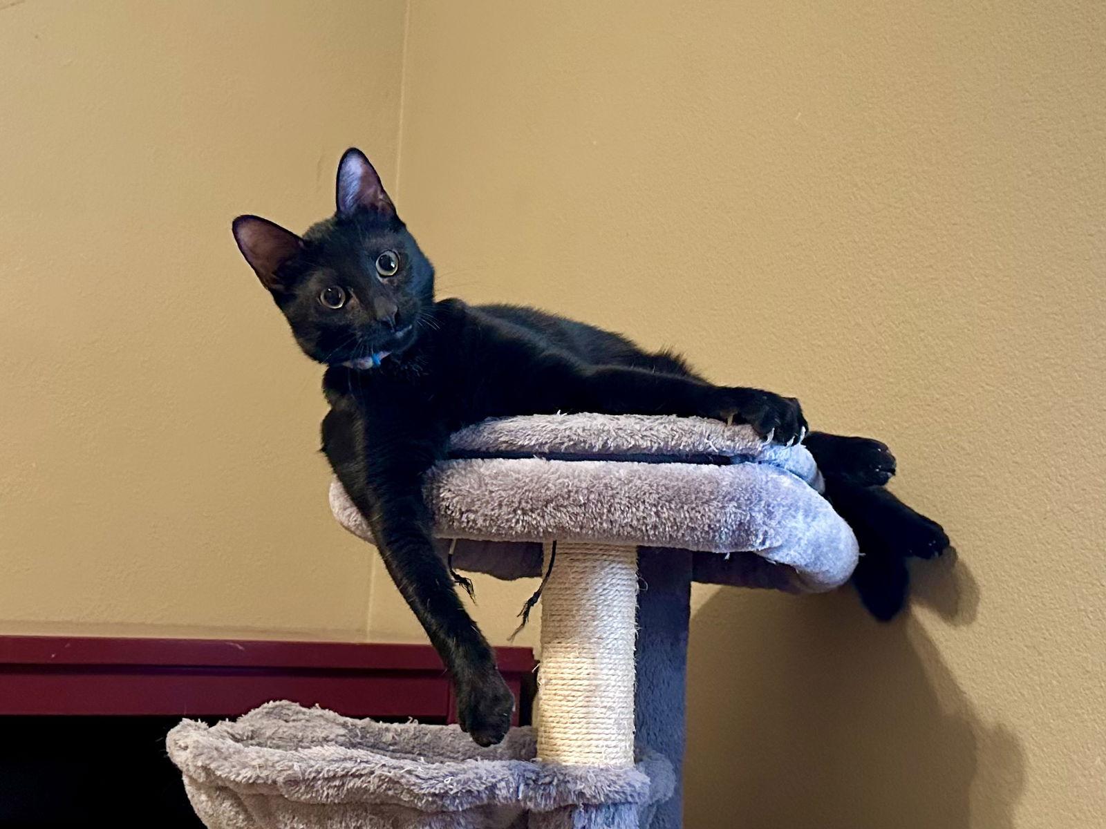Enlarge JJ, a Adoptable Domestic Short Hair in Longwood, FL image 2/3