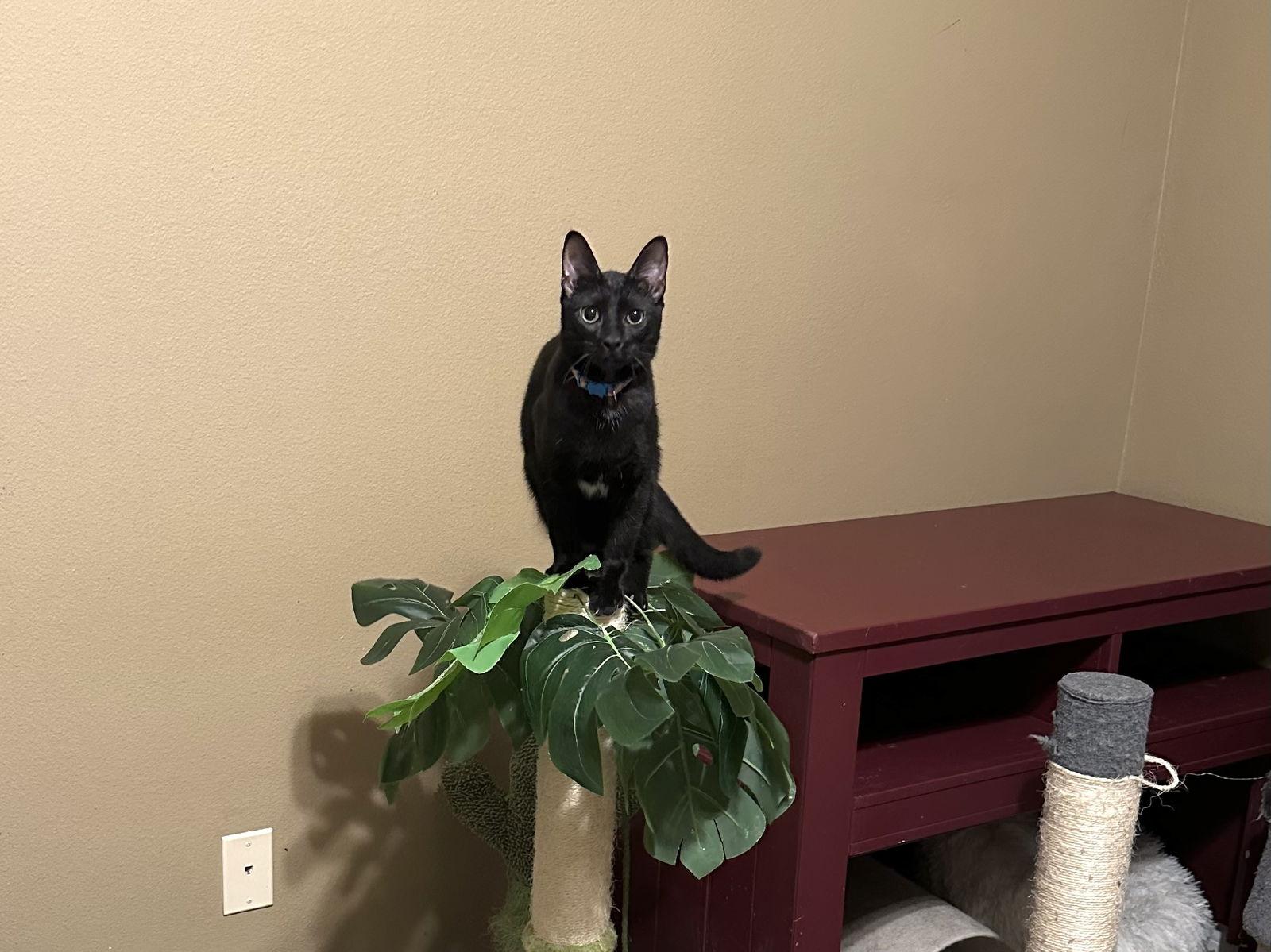 Enlarge JJ, a Adoptable Domestic Short Hair in Longwood, FL image 3/3