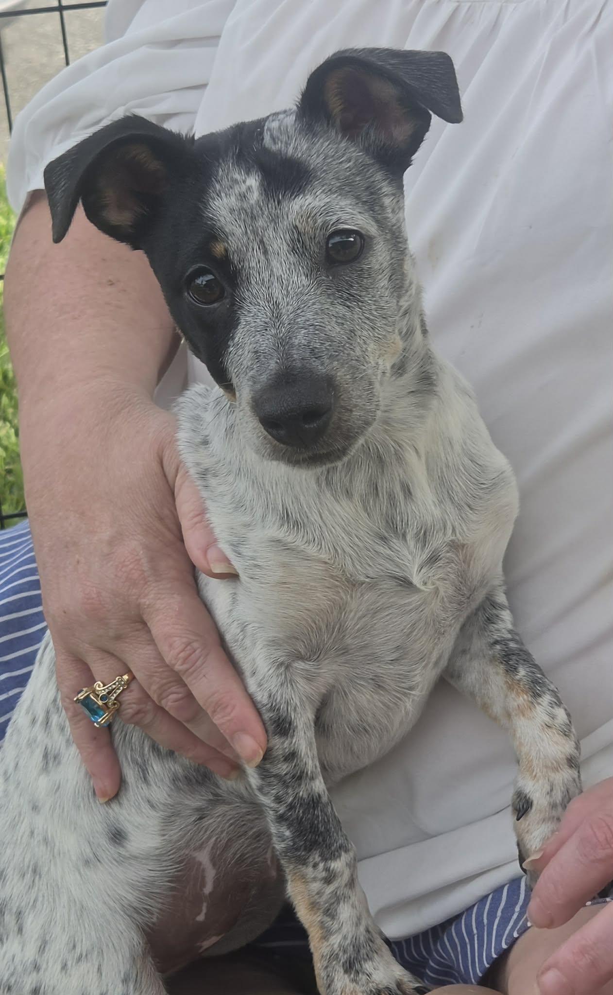 Corey, a Adoptable mixed breed in Sanford, FL image 1/3