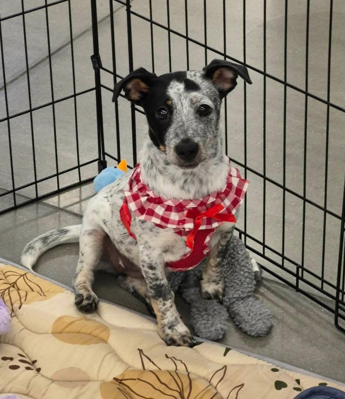 Corey, a Adoptable mixed breed in Sanford, FL image 2/3