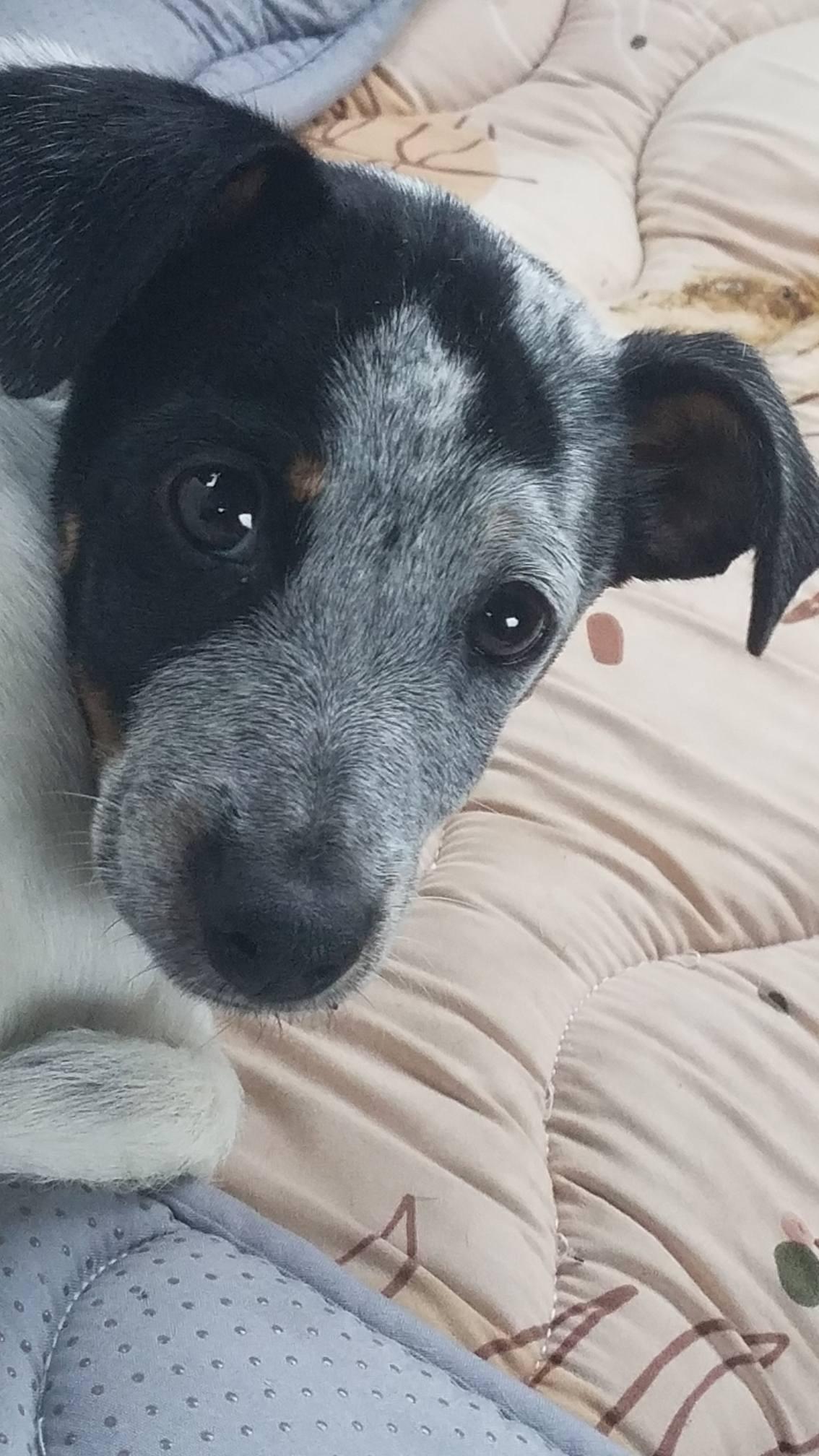 Corey, Adoptable, Puppy Female Australian Cattle Dog / Blue Heeler.