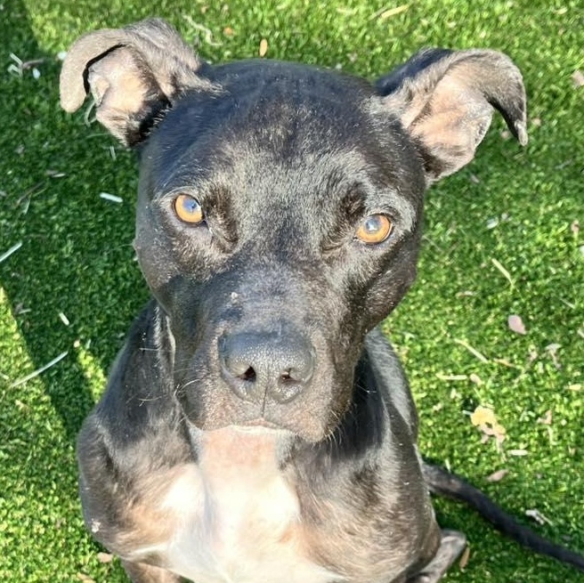 Martini, a ADOPTABLE mixed breed in Pleasant Ridge, MI image 5/6