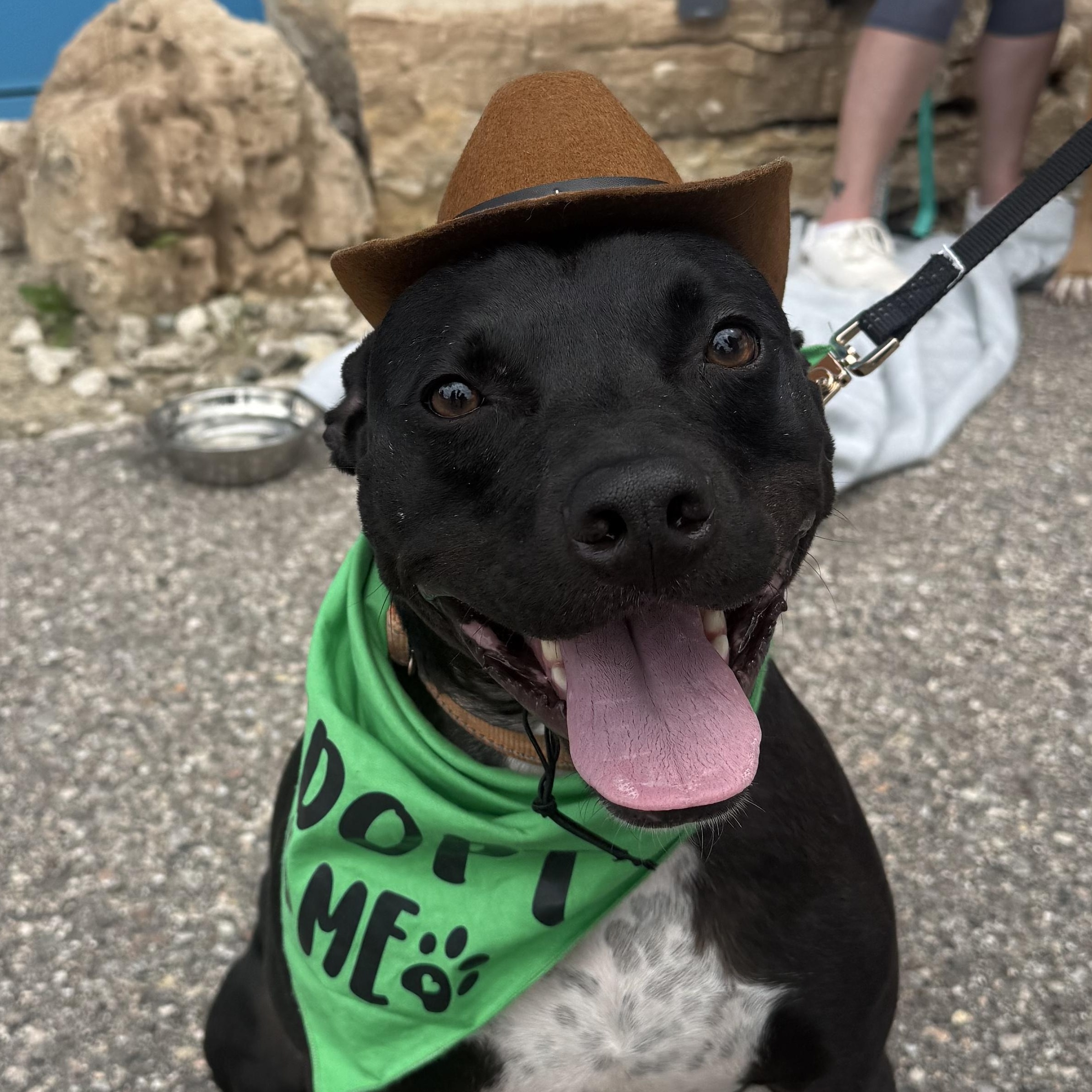Martini, ADOPTABLE, Young Male Mixed Breed & Black Labrador Retriever.