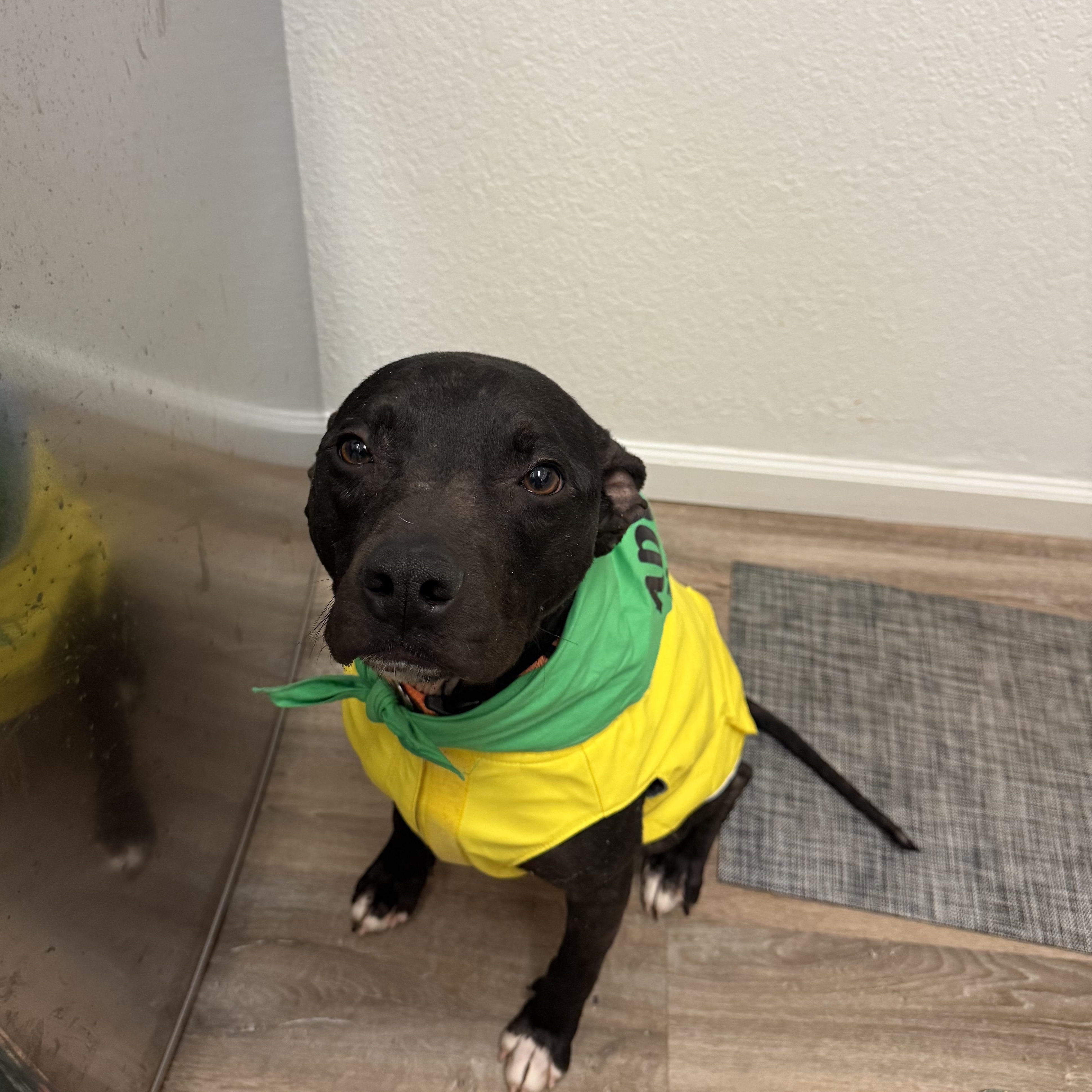 Martini, a ADOPTABLE mixed breed in Pleasant Ridge, MI image 6/6