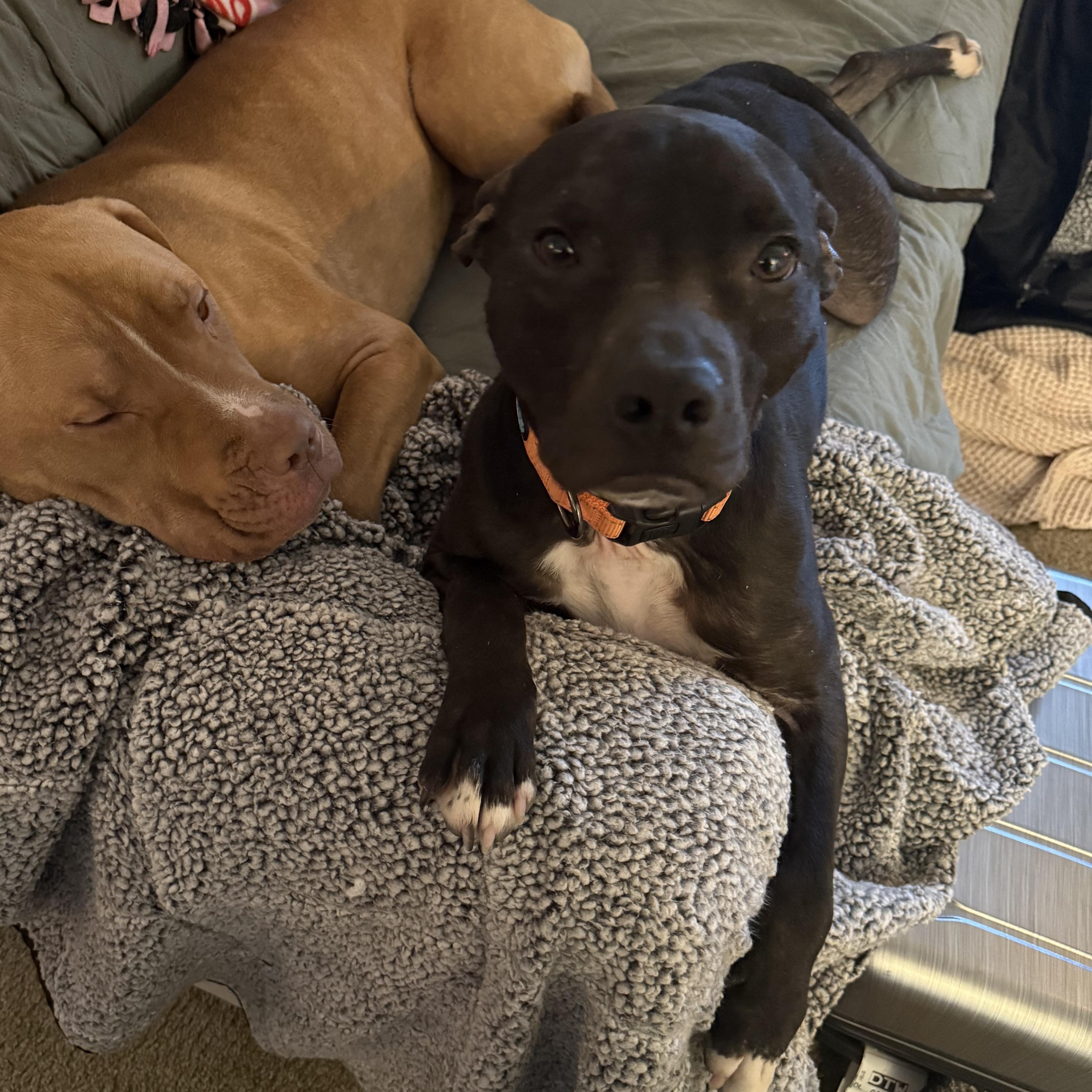 Martini, a ADOPTABLE mixed breed in Pleasant Ridge, MI image 2/6