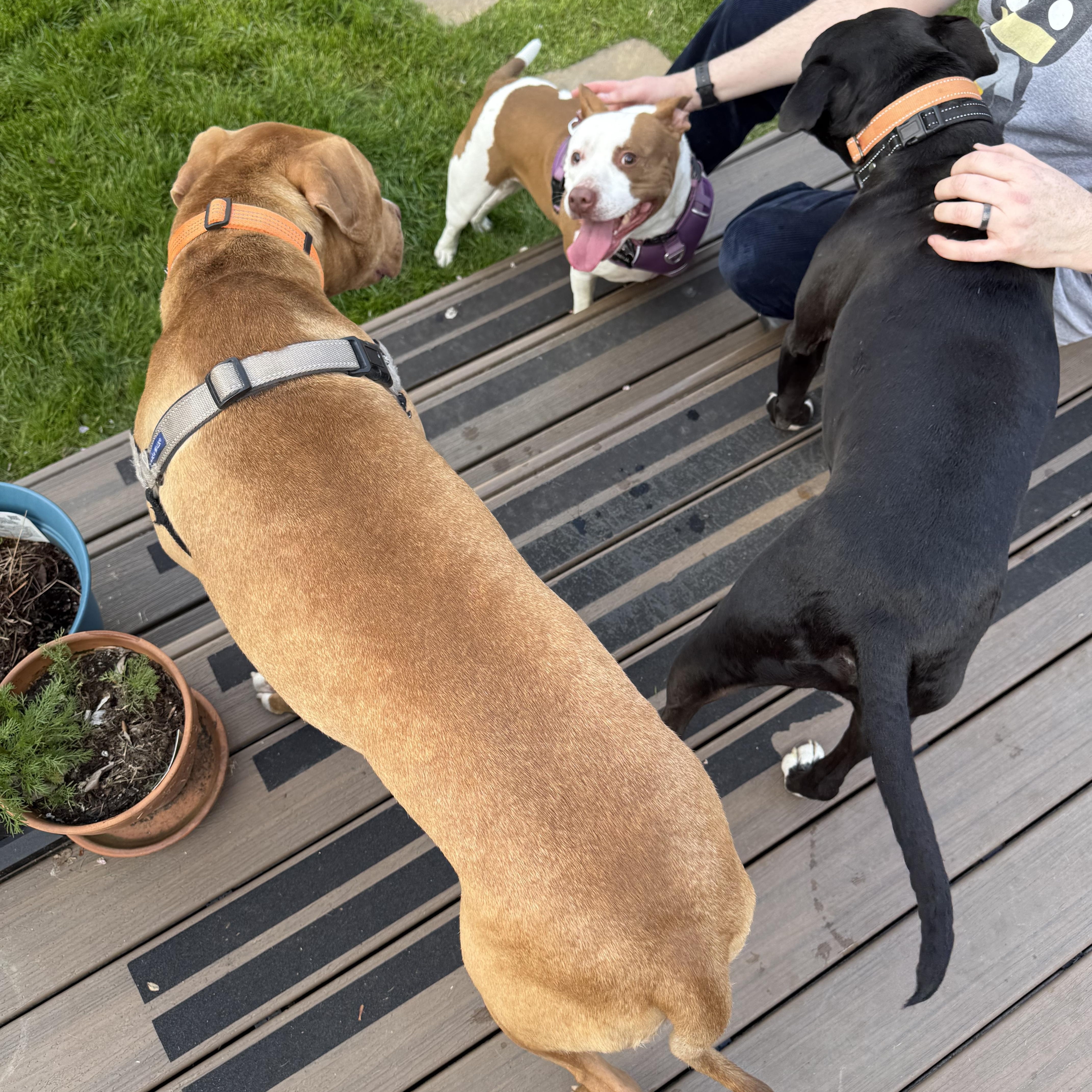 Martini, a ADOPTABLE mixed breed in Pleasant Ridge, MI image 6/6