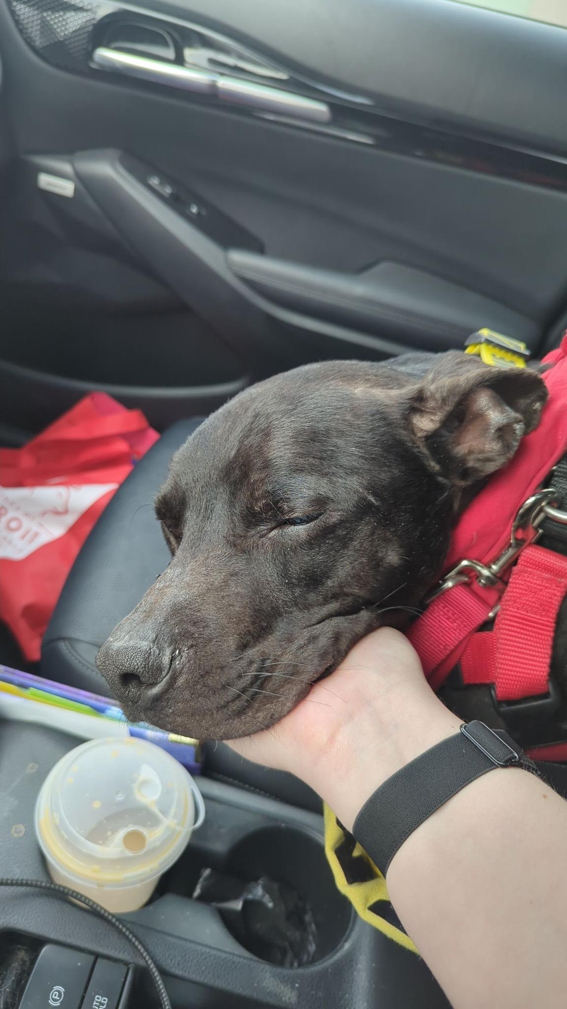 Martini, a ADOPTABLE mixed breed in Pleasant Ridge, MI image 4/6