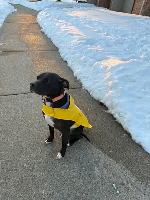 Martini, a ADOPTABLE mixed breed in Pleasant Ridge, MI image 3/6