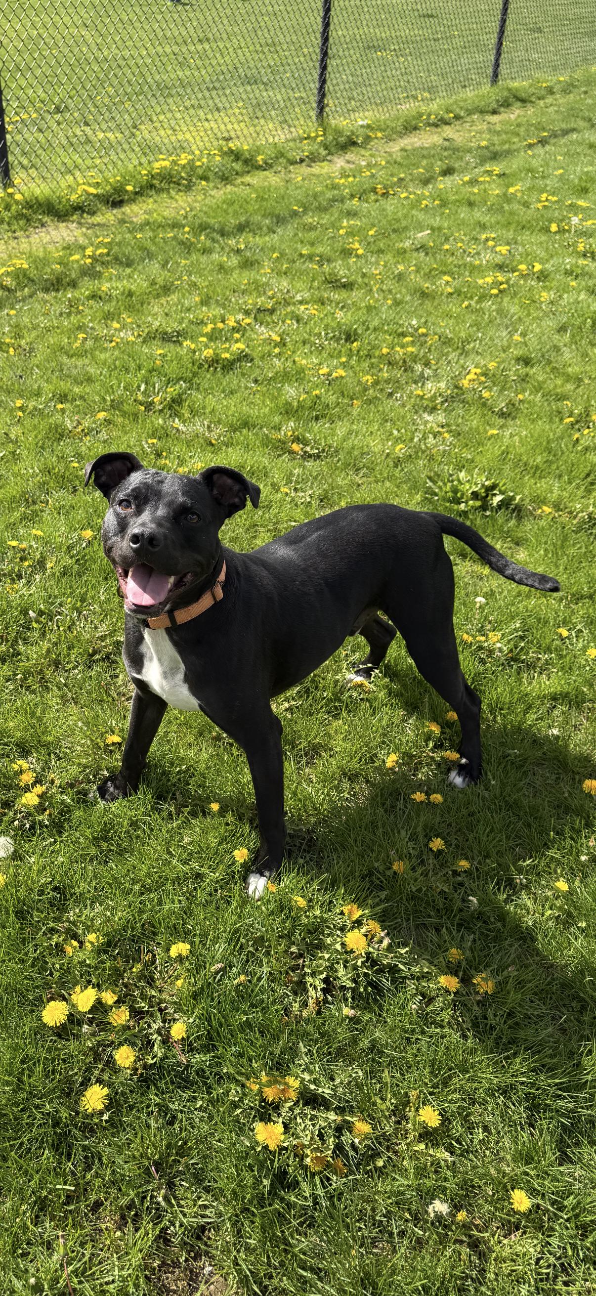 Martini, ADOPTABLE, Young Male Mixed Breed.
