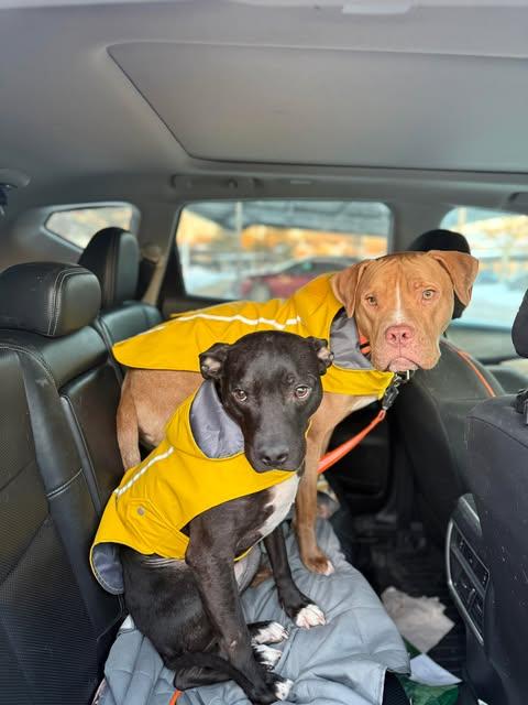 Martini, ADOPTABLE, Young Male Pit Bull Terrier.