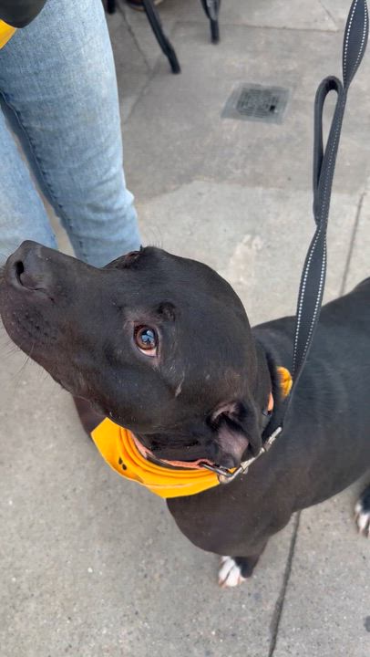 Enlarge Martini, a ADOPTABLE mixed breed in Pleasant Ridge, MI video 5/6