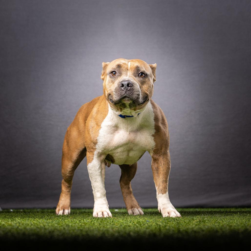 Enlarge Shorty, a Adoptable Mixed Breed in Jupiter, FL image 1/6