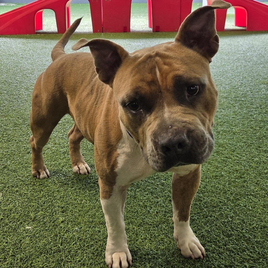 Enlarge Shorty, a Adoptable Mixed Breed in Jupiter, FL image 2/6