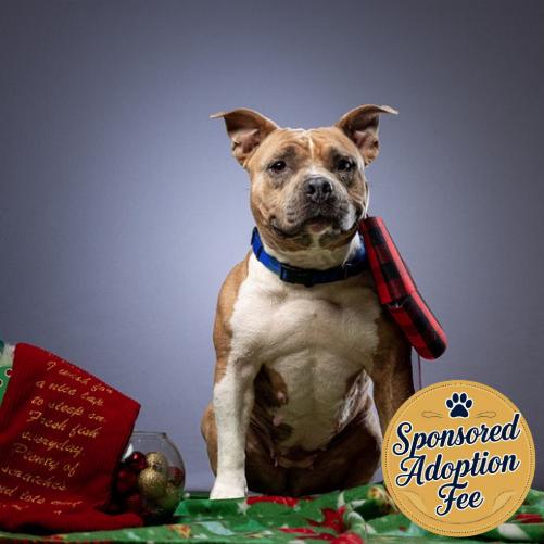 Enlarge Shorty, a Adoptable Mixed Breed in Jupiter, FL image 3/6