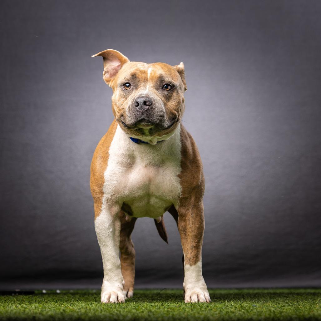 Enlarge Shorty, a Adoptable Mixed Breed in Jupiter, FL image 4/6