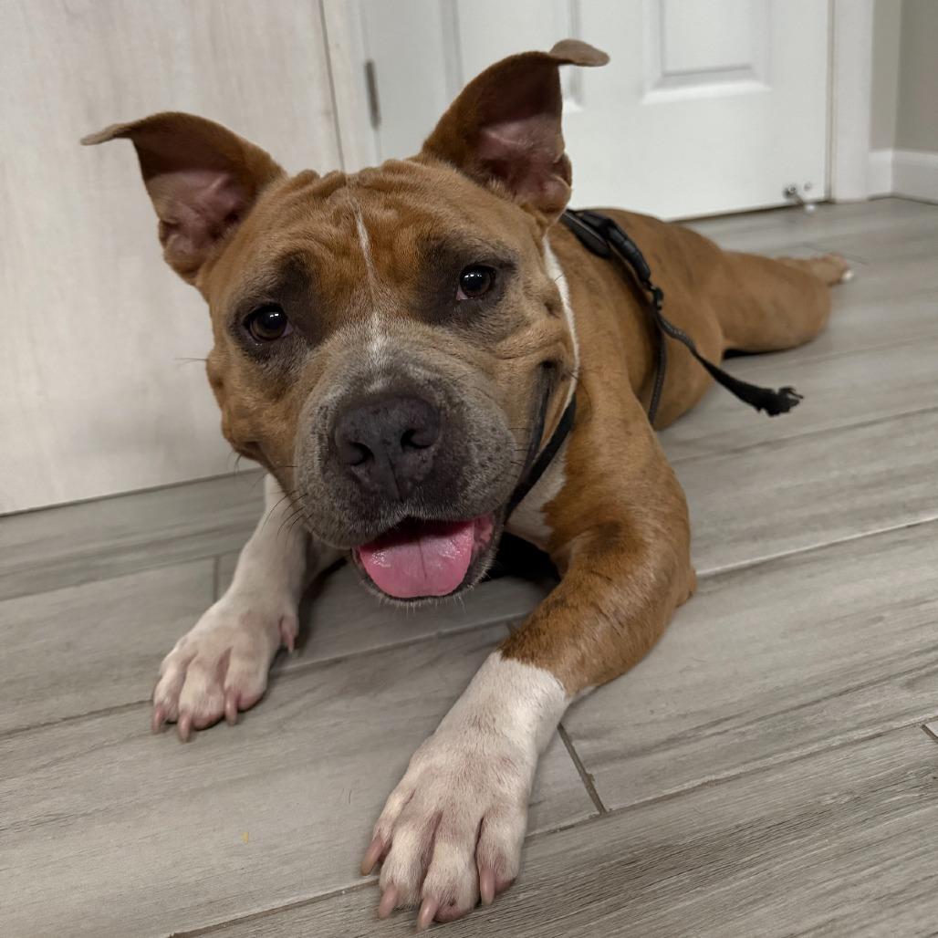 Enlarge Shorty, a Adoptable Mixed Breed in Jupiter, FL image 5/6