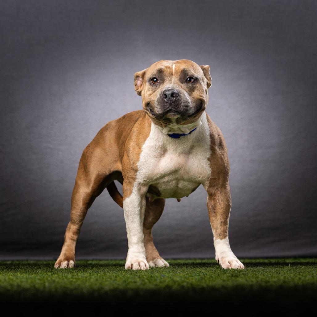 Enlarge Shorty, a Adoptable Mixed Breed in Jupiter, FL image 6/6