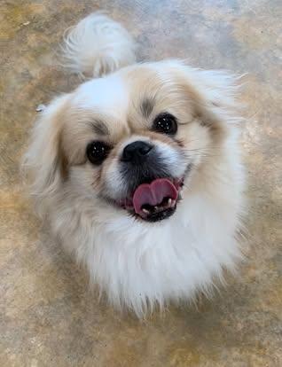 Enlarge Lucky, an adopted Pekingese in Bethel, AK image 1/1