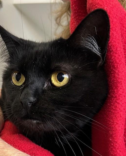 Shadow, Adoptable, Adult Female Domestic Short Hair.