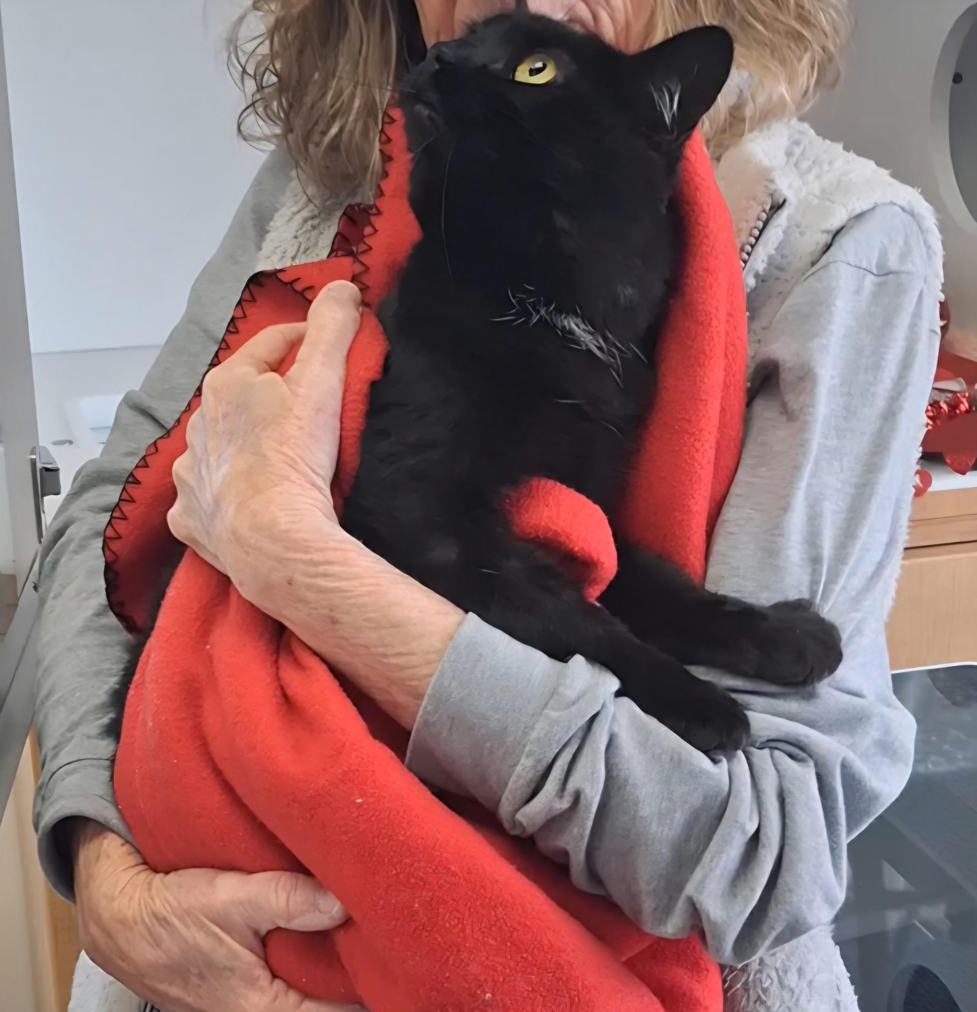 Enlarge Shadow, a Adoptable Domestic Short Hair in Floyd, VA image 3/3