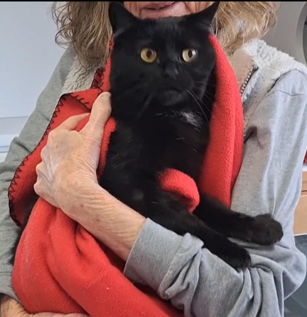 Enlarge Shadow, a Adoptable Domestic Short Hair in Floyd, VA image 2/3