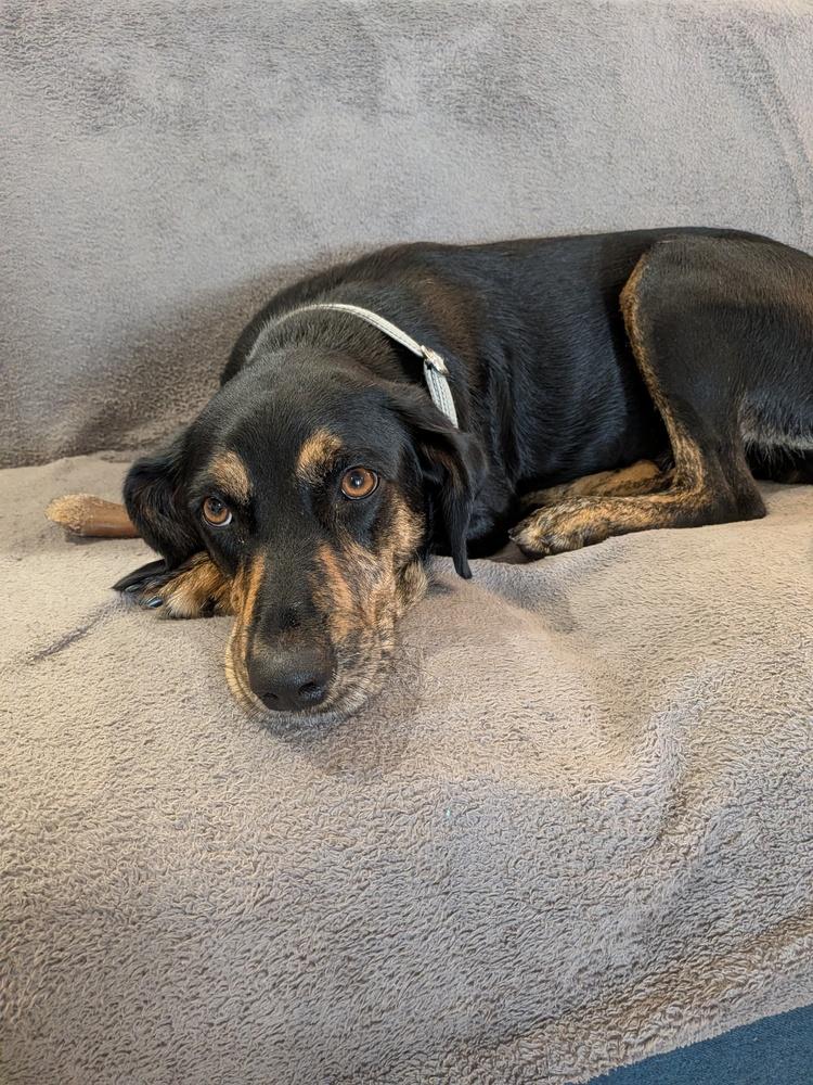 Angel, Adoptable, Young Female Black and Tan Coonhound & Hound.