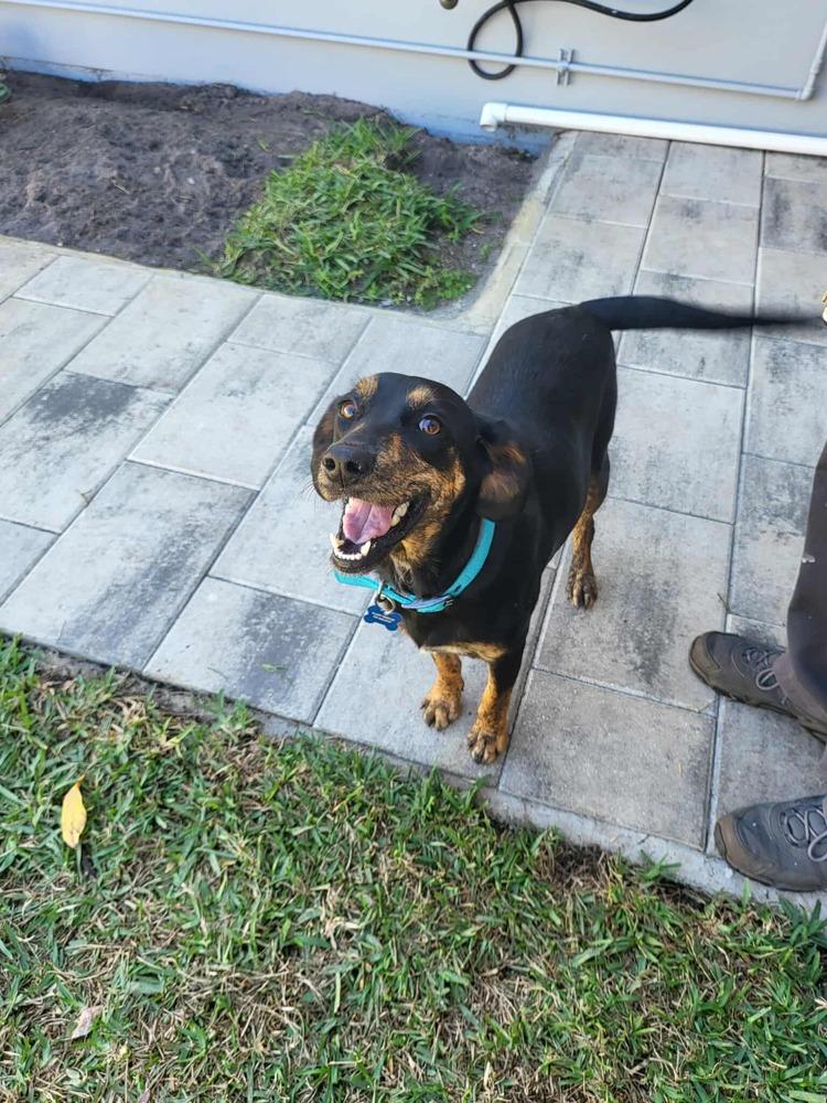 Enlarge Angel, a Adoptable mixed breed in Seminole, FL image 2/4