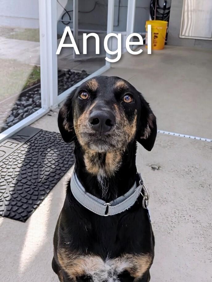 Enlarge Angel, a Adoptable mixed breed in Seminole, FL image 3/4