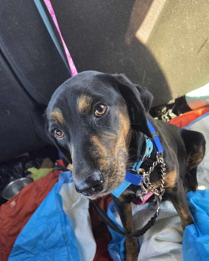 Enlarge Angel, a Adoptable mixed breed in Seminole, FL image 4/4