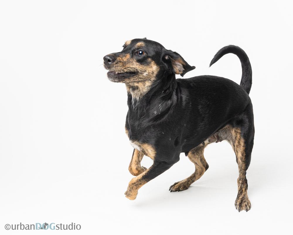 Enlarge Angel, a Adoptable mixed breed in Seminole, FL image 4/6