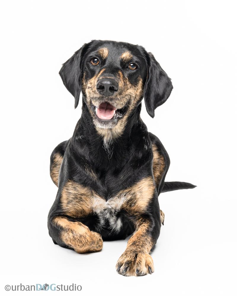 Enlarge Angel, a Adoptable mixed breed in Seminole, FL image 6/6