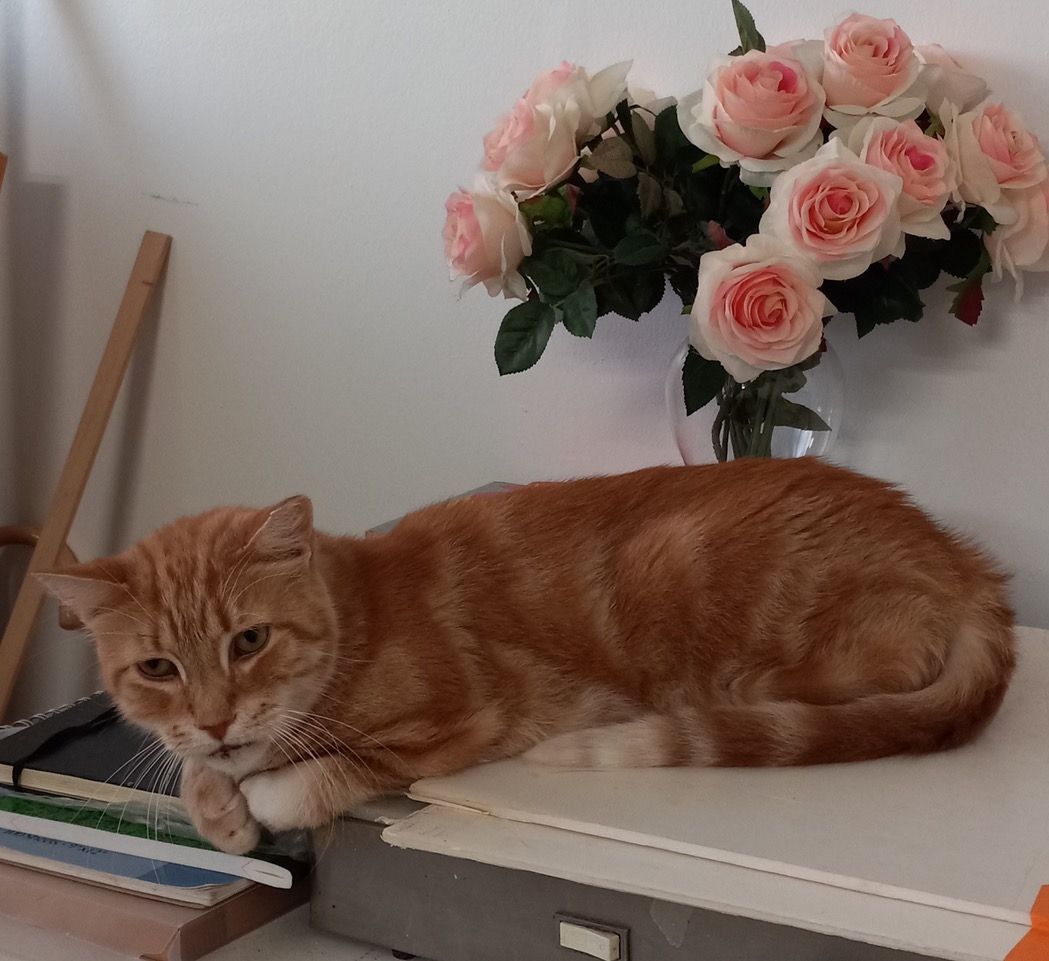 Tuketu, Adoptable, Senior Male Domestic Short Hair.