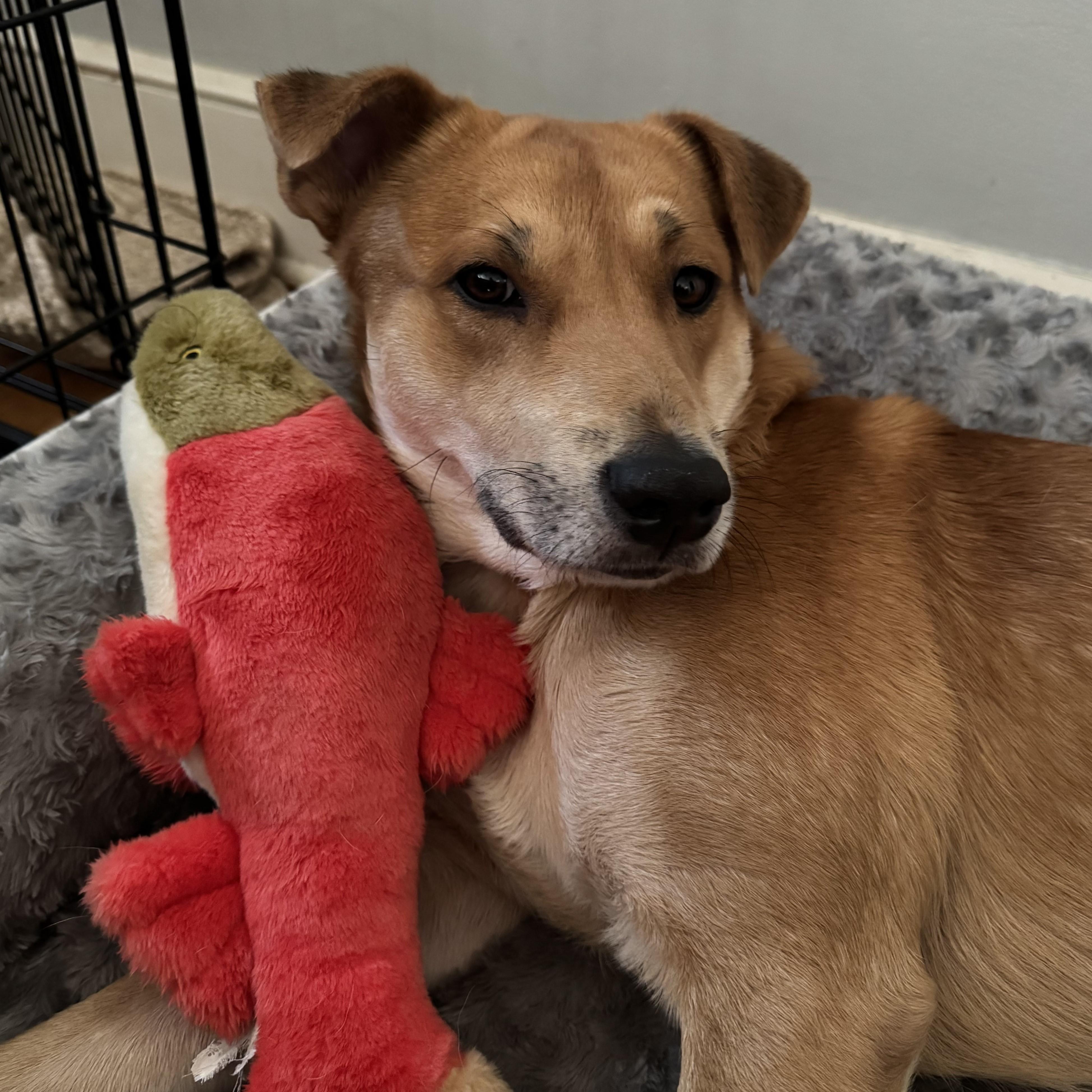 Exide, a Adoptable mixed breed in New York, NY image 1/6