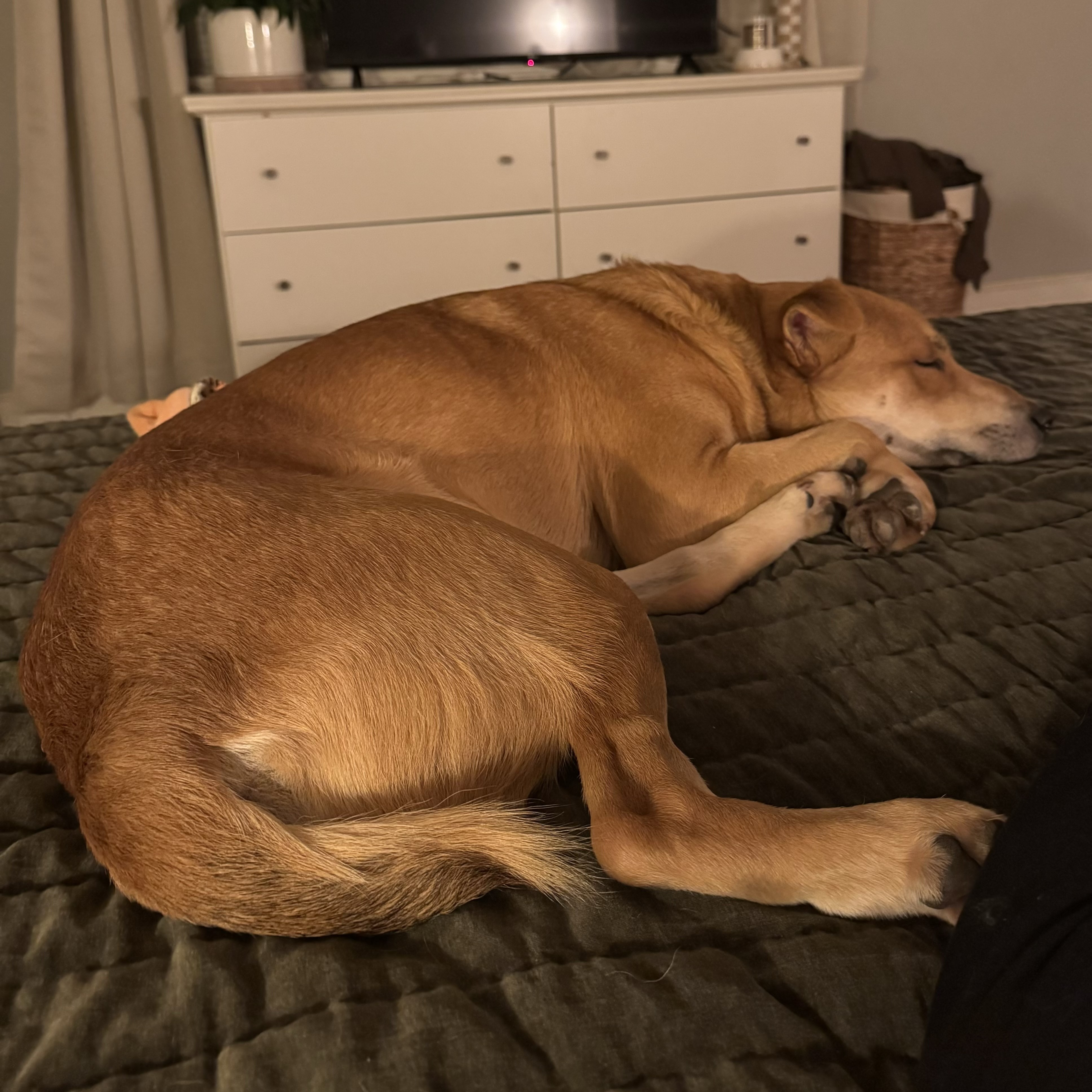 Exide, a Adoptable mixed breed in New York, NY image 5/6