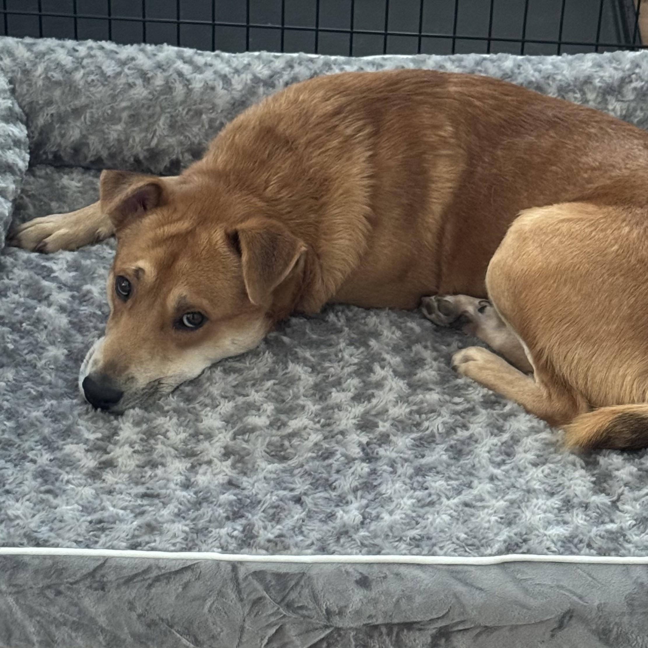 Exide, a Adoptable mixed breed in New York, NY image 3/6