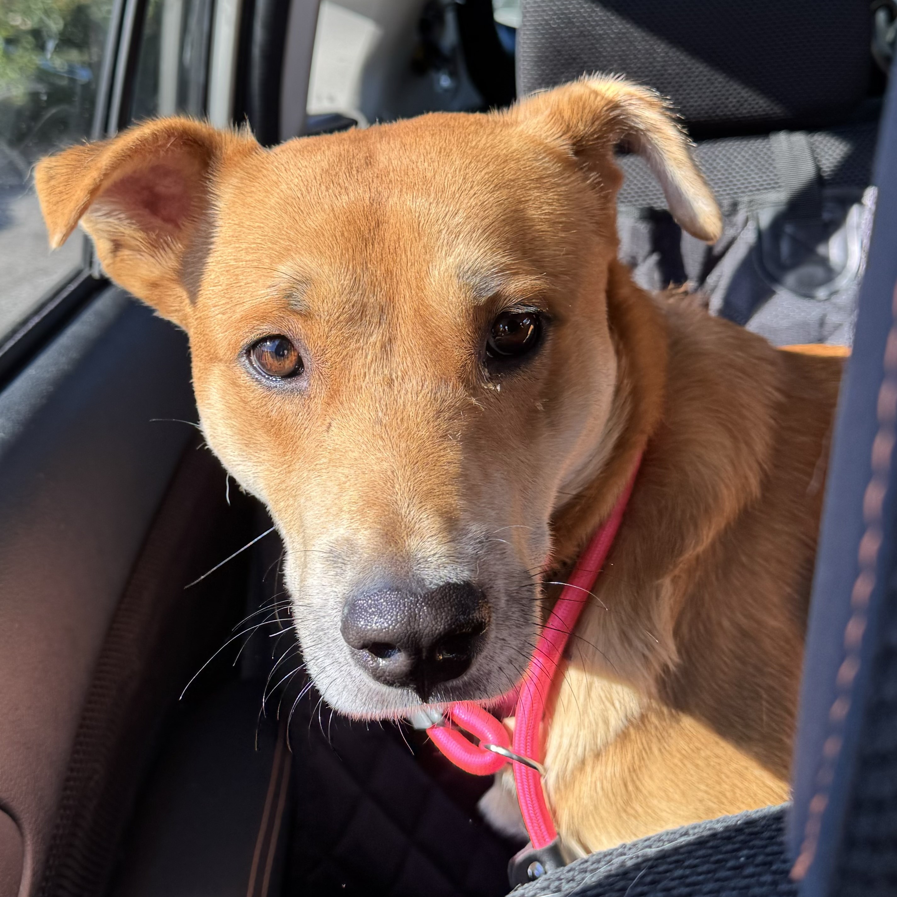 Exide, a Adoptable mixed breed in New York, NY image 2/6