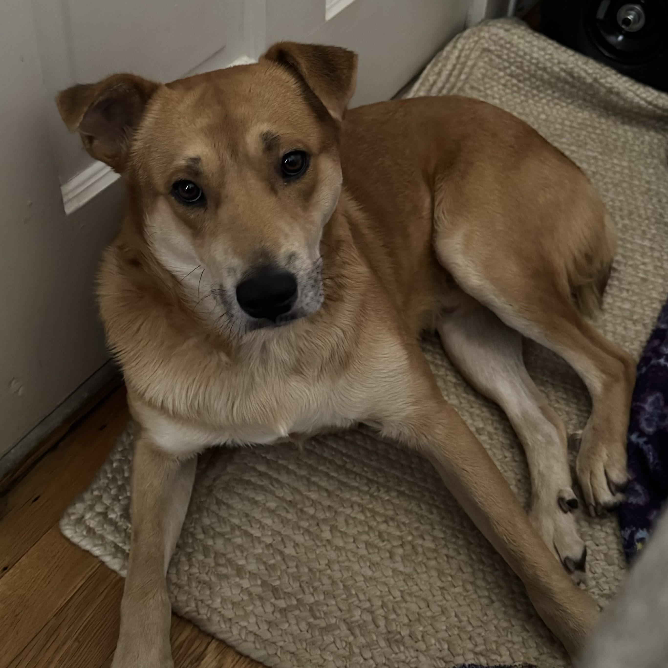 Exide, a Adoptable mixed breed in New York, NY image 4/6